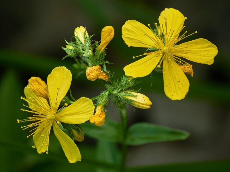 A erva de São João (Hypericum perforatum) e seu uso terapêutico